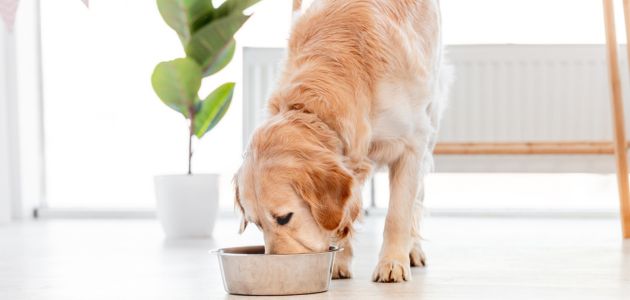 Best Hypoallergenic Dog Food in PH | Kibble & Wet Options | Bare Pets - Hypoallergenic Kibble For Dogs