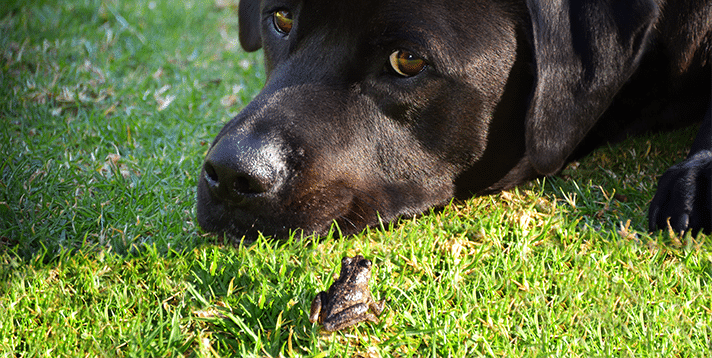 Are Frogs in the Philippines Poisonous to Dogs?