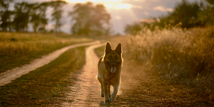 Can Pets Go to Heaven? Exploring the Age-Old Question