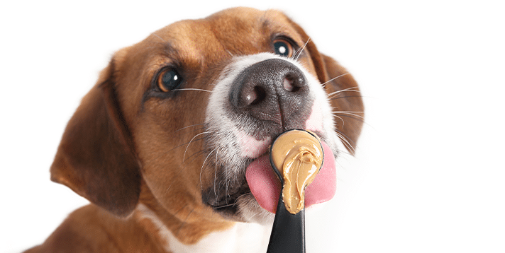 How to Choose the Best Peanut Butter for Your Dog