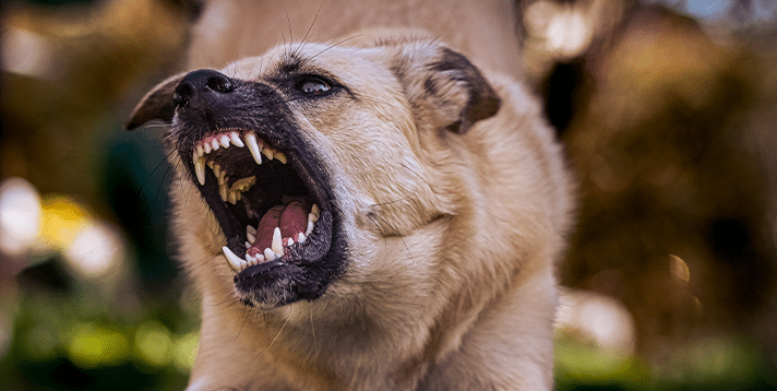 Understanding Canine Behavior  Why Pet Dogs Become Aggressive