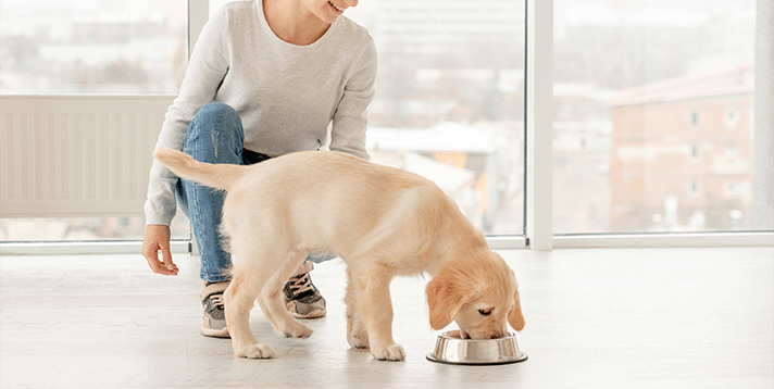 What Do Pet Dogs Eat? A Guide for First-Time Pet Owners