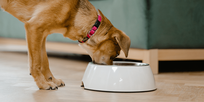 What is the Safest Material for Dog Bowls  A Guide for Pet Owners