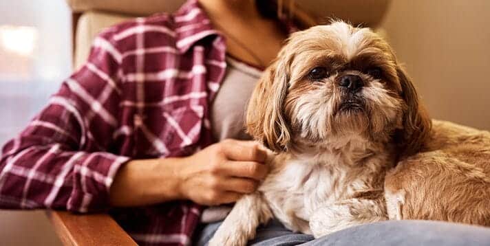 Caring for Your Shih Tzu in the Philippines: Are They High Maintenance?