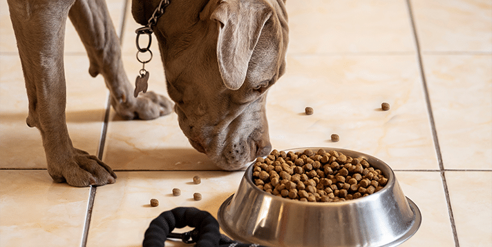 Choosing the Best Dog Food for Pitbulls