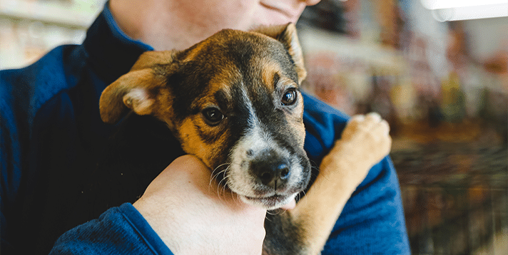 Adopting a Dog in the Philippines: What You Need to Know