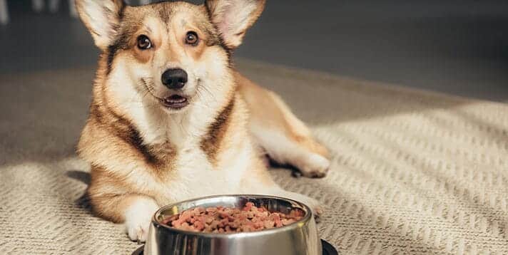 Discovering High Quality Ingredients  A Guide to Choosing the Best Dog Food Brands for Your Furry Friend