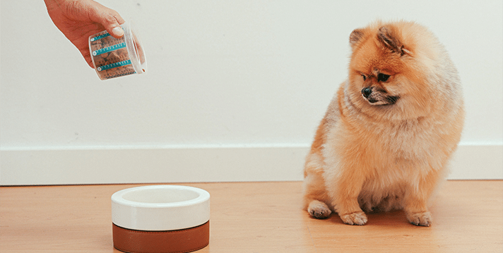 Is Your Dog a Picky Eater? Here’s What You Can Do