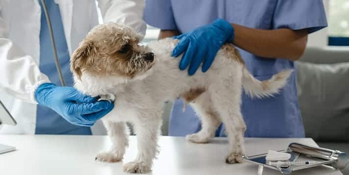 Everything You Need to Know About Rabies and Dogs