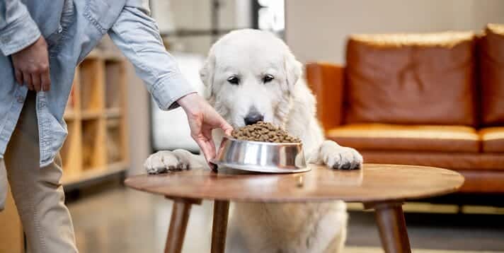 Feeding Your Dog a Healthy High Protein Diet  What You Need to Know