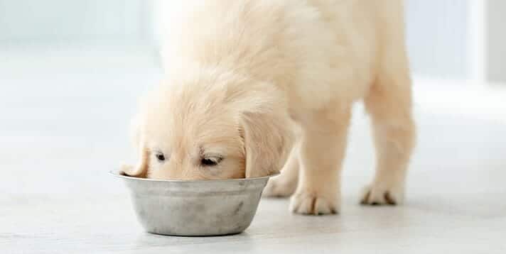 Finding the Perfect Puppy Food in the Philippines