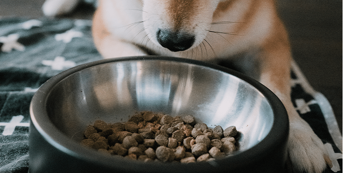 How to Deal with Picky Puppy Eaters: Tips to Satisfy Your Furry Friend’s Taste Buds