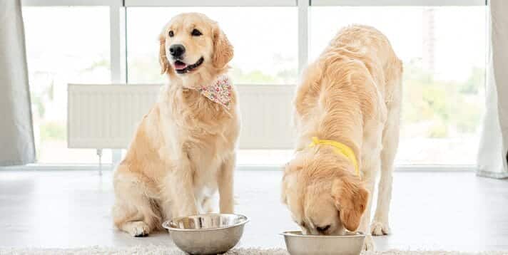 Making the Switch: How and When to Transition from Puppy to Adult Dog Food