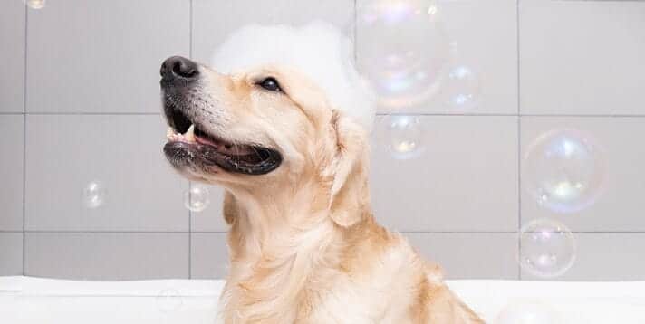 How to Choose the Right Dog Shampoo & Soap