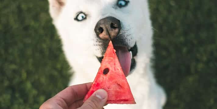 The Ultimate Guide to Fruits  Safe and Unsafe for your Canine Companion