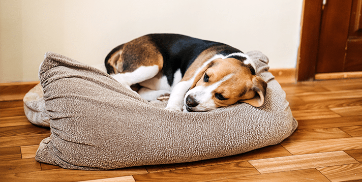 Where Do Dogs Get Distemper  Causes Symptoms and Prevention